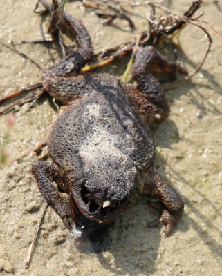 Canon EOS 70D 5472x3648_279740 (2).jpg