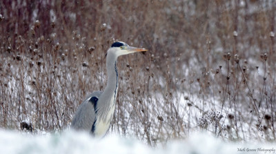 Blauwe reiger....Hoogveld/Heerlerban....januari 2021