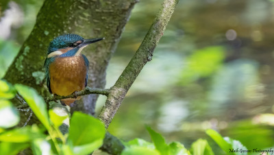 Ijsvogel.....Strijthagen/Landgraaf.......Juli 2017