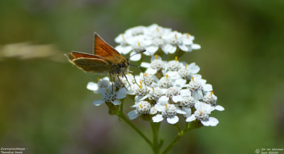 Zwartsprietdikkopje - Thymelicus lineola - Spain - Vilaller