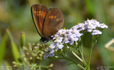 Kleine bergerebia - Erebia melampus - Nus - Italie