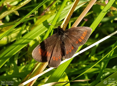 Kleine bergerebia - Erebia melampus - Nus - Italie