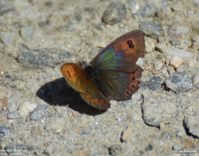 Westelijke glanserebia - Erebia arvernensis - Italie - Valsavarenche