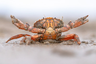 Gewone strandkrab verdedigingshouding.jpg