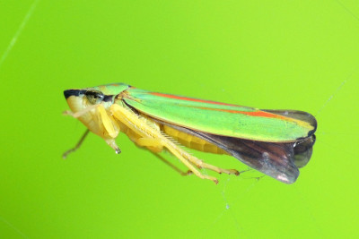 Rododendroncicade
