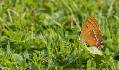 Sleedoornpage     Overstehof/Landgraaf      augustus 2020