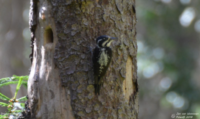 Drieteenspecht - Picoides tridactylus - Bialowieza - Polen