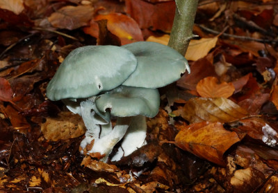Groene anijstrechterzwam