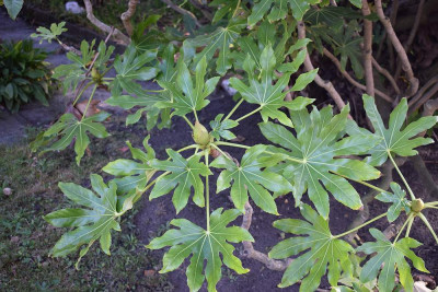 sized_Vingerplant fatsia.JPG