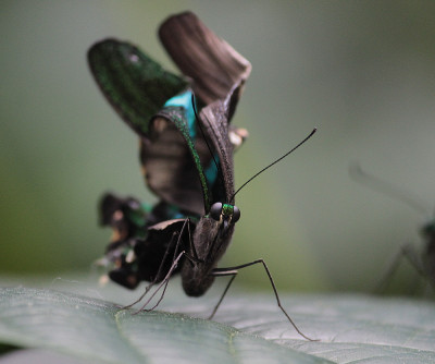 005 papilio palinurus net uit.jpg