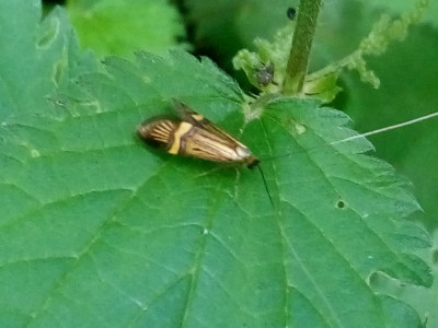 IMG_20190618_191720 Geelbandlangsprietmot (Nemophora degeerella).jpg