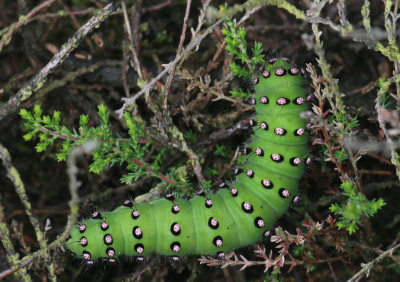 IMG_5753-2 Nachtpauwoog rups.jpg