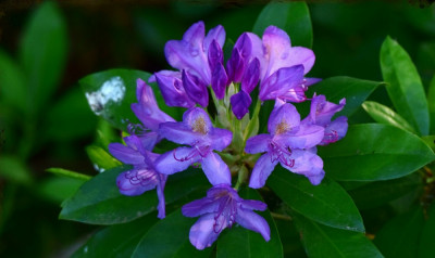 sized_pontische rhododendron.JPG