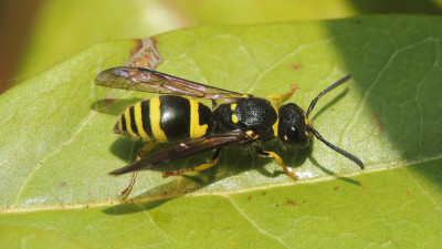 Ancistrocerus nigricornis