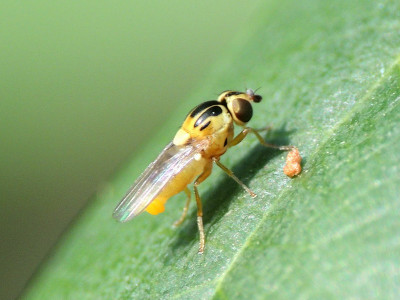 Thaumatomyia notata