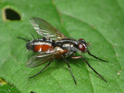 Mintho rufiventris