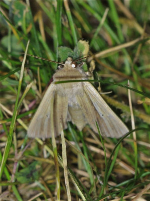 IMG_1426-2 Spitsvleugelgrasuil (Mythimna straminea).jpg