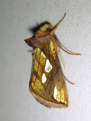 IMG_8147-2 Goudvenstertje (Plusia festucae of Moerasgoudvenstertje (Plusia putnami).jpg