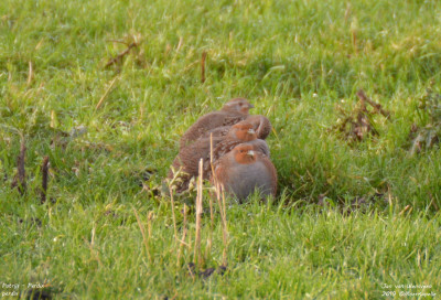 Patrijs - Perdix perdix - Moerkapelle - Nederland