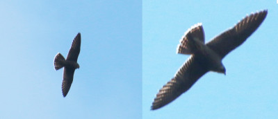 IMG_1678b-2 Slechtvalk (Falco peregrinus).jpg