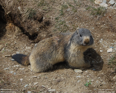 Alpenmarmot - Marmota marmota - Zermatt - Zwitserland