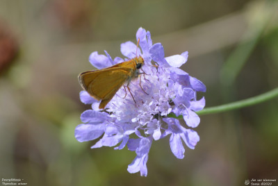 Dwergdikkopje - Thymelicus acteon - Espot - Spanje