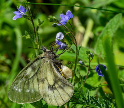 Zwarte apollo vlinder     Lechtal(A)      juni 2019