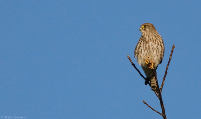 Torenvalk      Hoogveld/Heerlerbaan       november 2020