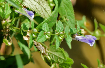 sized_Blauw glidkruid Schulensmeer 17.08.2018.JPG