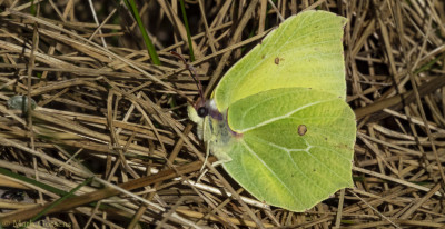 Citroenvlinder            Heerlerbaan            maart 2020