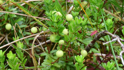 Cranberry