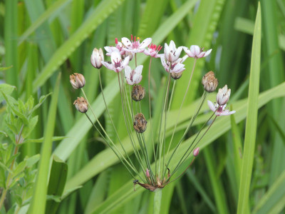 Zwanenbloem