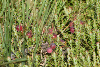 Cranberry