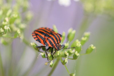 IMG_0112 Pyjamawants (Graphosoma italicum).JPG