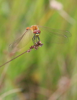 Lunenburg 2017-08 0588b Kempense heidelibel (Sympetrum depressiusculum).jpg