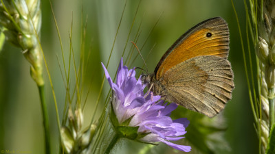 Bruin zandoogje            Heerlerbaan           juni 2020