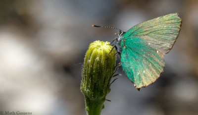 Groentje                       Bach/Lechtal     juni 2019