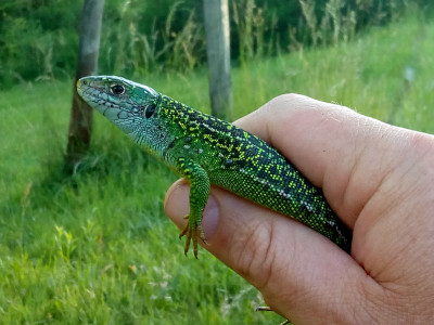 IMG_20190613_201344 Westelijke smaragdhagedis (Lacerta bilineata).jpg