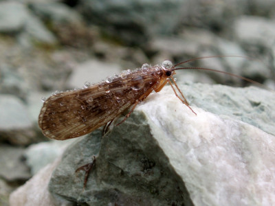 Halesus radiatus