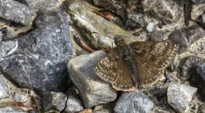 Bruin dikkopje      Lechtal(A)      juni 2019