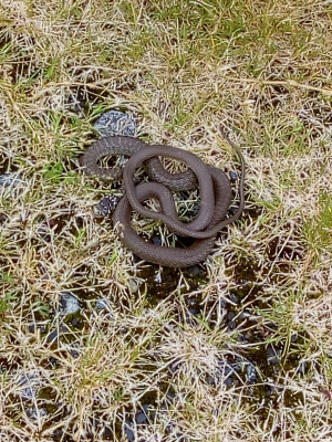 IMG_20190614_141943 Geelgroene toornslang (Hierophis viridiflavus).jpg