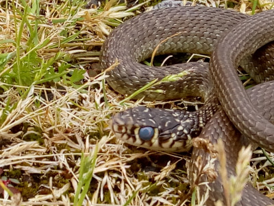 IMG_20190614_142037 Geelgroene toornslang (Hierophis viridiflavus).jpg