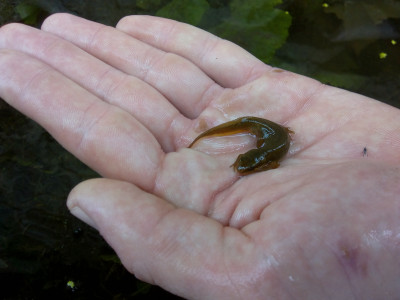 IMG_20190614_153916 Vinpootsalamander (Lissotriton helveticus).jpg