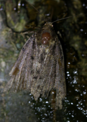 IMG_6136 Huismoeder (Noctua pronuba).JPG