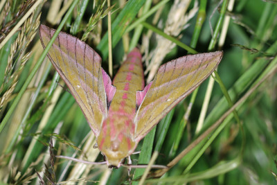 IMG_3353-2 Groot avondrood (Deilephila elpenor).jpg