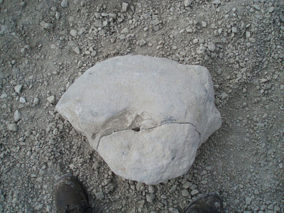 2008.Wettringen - Ammonite 1 - Upload.jpg