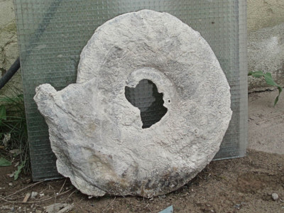 2008.Wettringen - Bakkerammonite - Upload.jpg