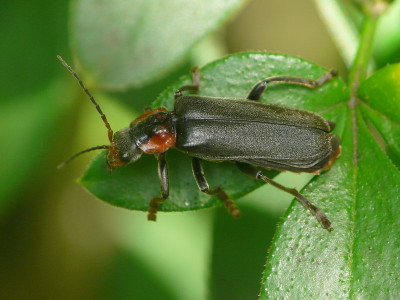 Zwartpootsoldaatje