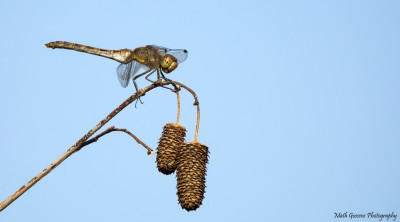 Bruinrode heidelibel                 Maasduinen              september 2020