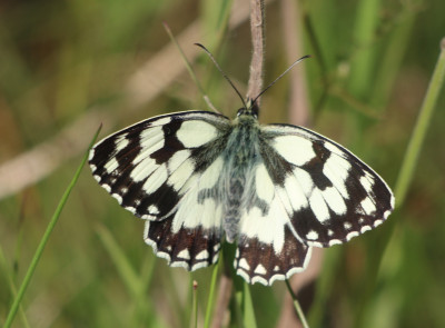 IMG_2767 Dambordje (Melanargia galathea).JPG